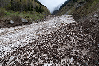 Tristel, Göschenen UR; Chrüzliwald, Riental, Rientalbach, valley, avalanche-transported snow