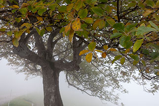 Staffelhöheweg, Rigi Staffel, Arth, Schwyz; sorbus aria, common whitebeam, fog