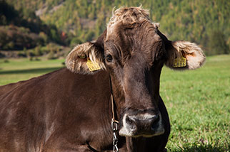 Müstair, Val Müstair; cow, installation art, farmer